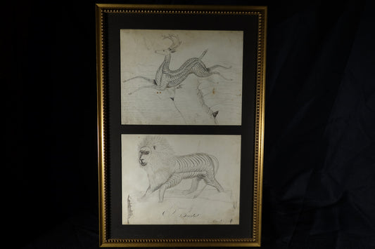 Stag and lion Calligraphies