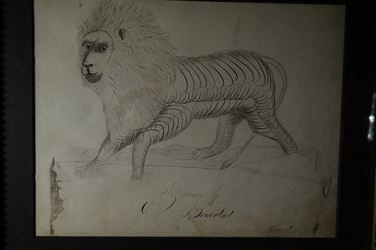 Stag and lion Calligraphies