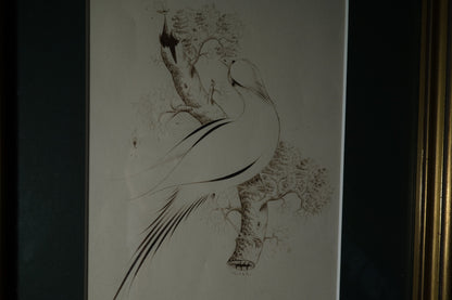 Drawing of Bird