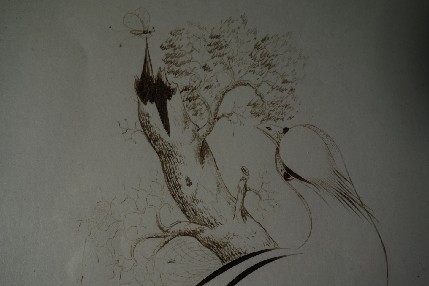Drawing of Bird