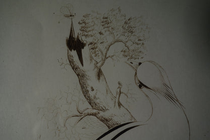 Drawing of Bird
