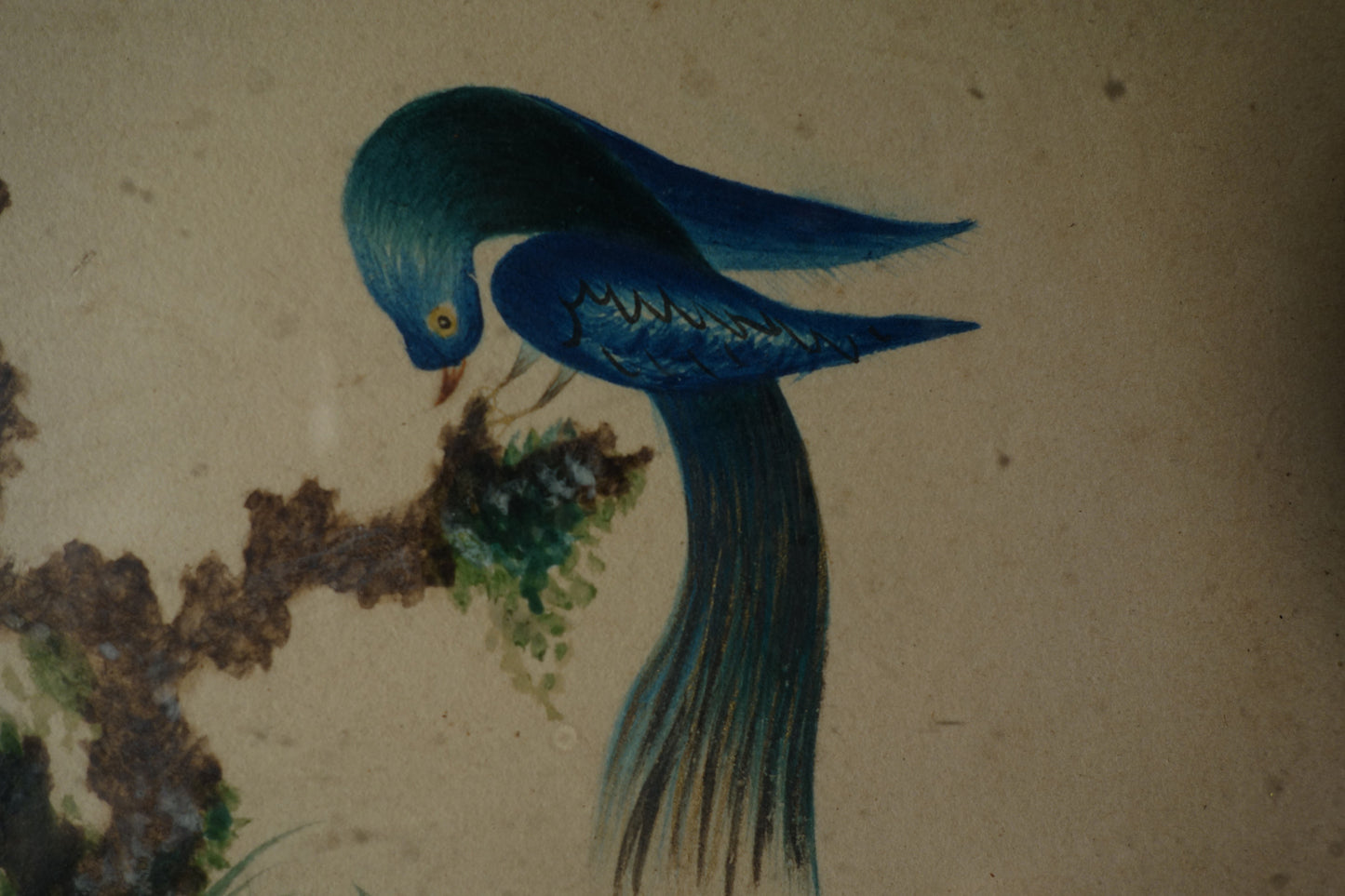 Drawing of Two Exotic Birds
